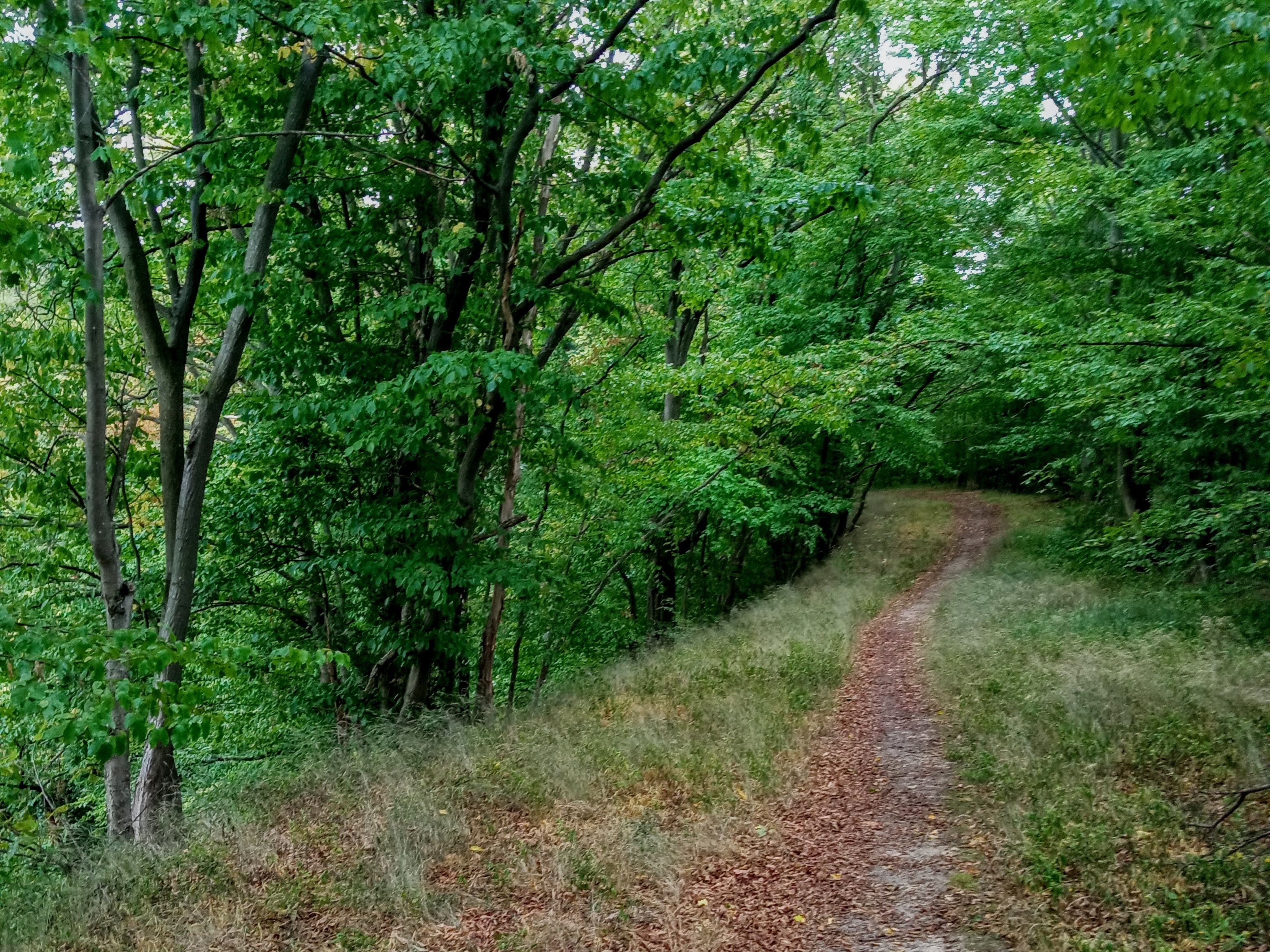 Cestou do Holštejna